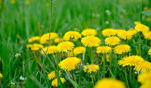 Quel traitement contre les mauvaises herbes de la pelouse ?