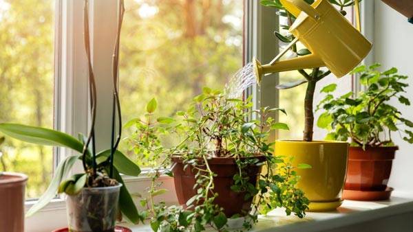 8 idées végétales pour décorer ses rebords de fenêtre extérieur