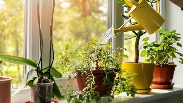 8 idées végétales pour décorer ses rebords de fenêtre extérieur