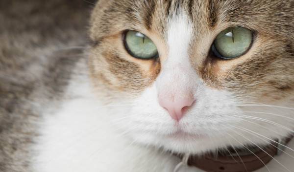 Quel collier antipuces pour chat choisir ?