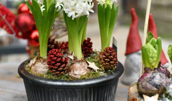 Pot argenté, pomme de pin et petites figurines chapeautées de rouge... une idée de déco autour de la jacinthe pour Noël - © Kuchugurina Irina - stock.adobe.com