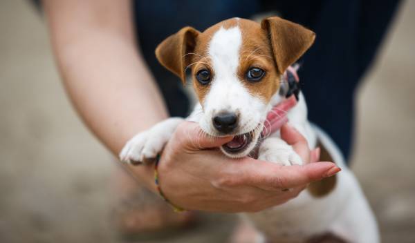 Pourquoi mon chiot me mordille​