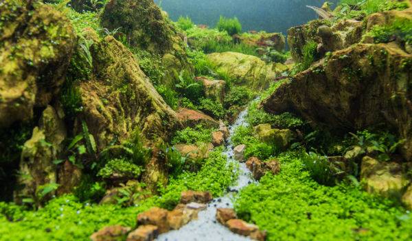 styles aquascaping 1 thumbnail