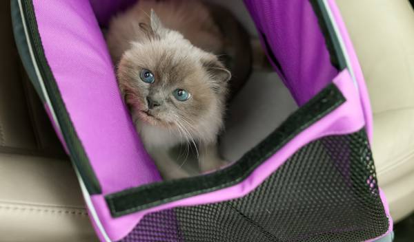 voyage voiture chat 1 thumbnail