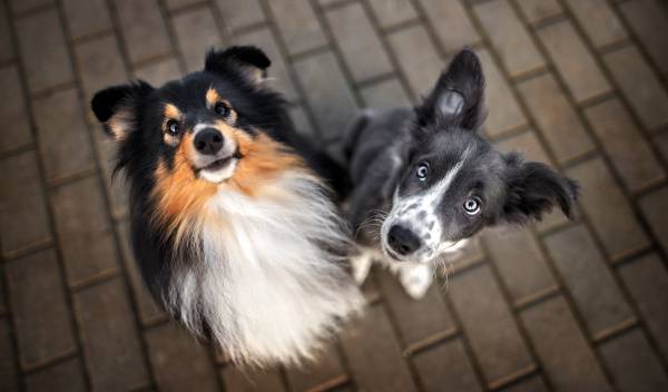 Comment introduire un nouveau chiot avec un chien adulte