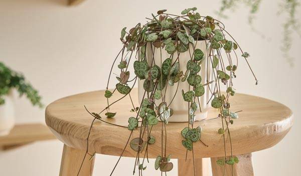 Chaine des coeurs (Ceropegia woodii) : entretien, rempotage et culture