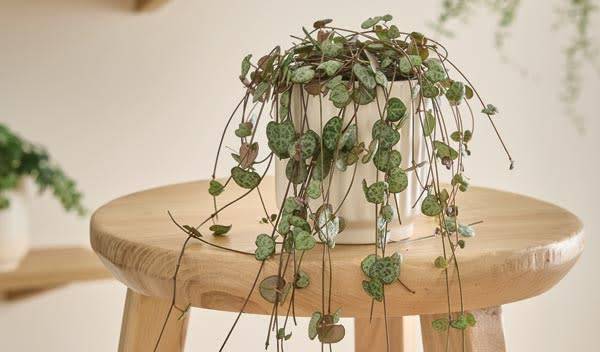 Chaine des coeurs (Ceropegia woodii) : entretien, rempotage et culture