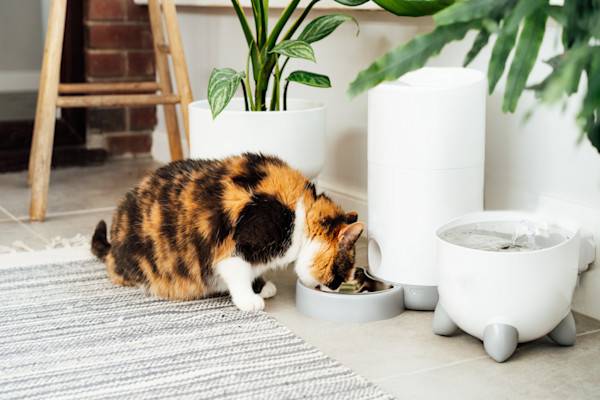 Un chat tricolore mange dans un distributeur automatique à côté d'une fontaine à eau 