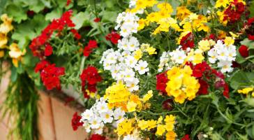 Diascia, sunsatia, capucine, dans les coloris rouge jaune blanc. Une jardinière estivale fleurie tout l'été