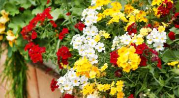 Diascia, sunsatia, capucine, dans les coloris rouge jaune blanc. Une jardinière estivale fleurie tout l'été
