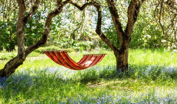 Top 10 des arbres à planter pour créer de l’ombre dans son jardin