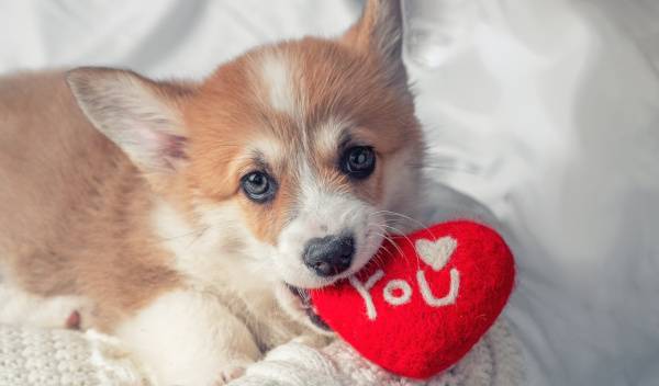  6 idées de cadeau à offrir à son chien pour la Saint Valentin