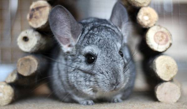 Chinchilla