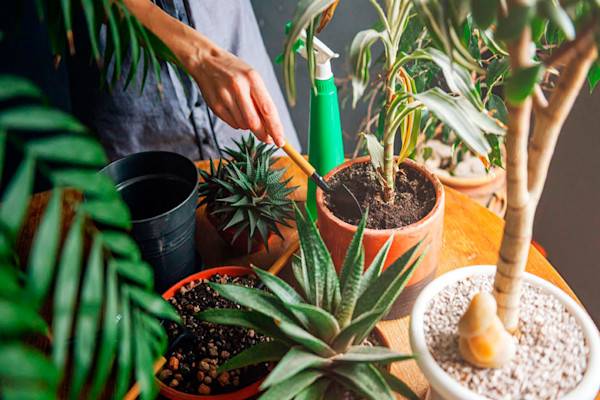 Entretien des plantes d'intérieur cultivées en pot