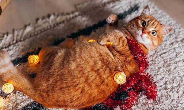 7 astuces pour tenir son chat à distance du sapin de Noël