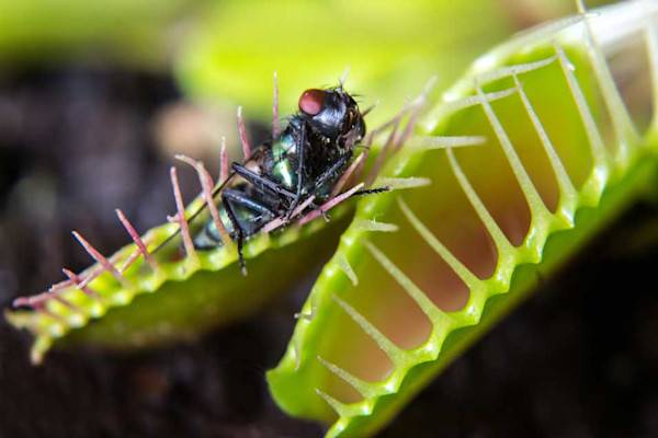 Plantes insectivores ou carnivores ?