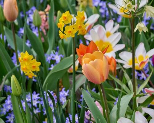 Bulbes de printemps, tulipes et narcisses