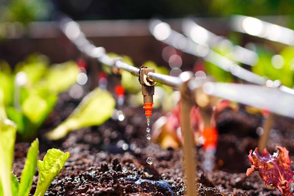 Comment choisir son système d'arrosage goutte à goutte ?