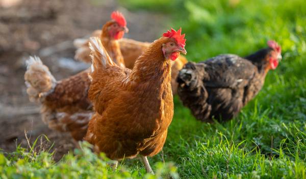 Groupe de poules dans l'herbe 
