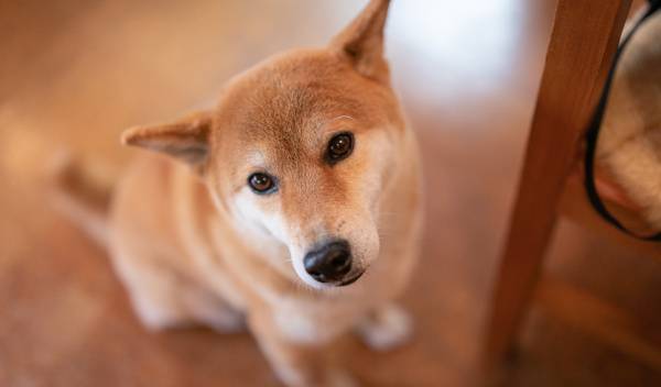 riz pour chien 1 thumbnail