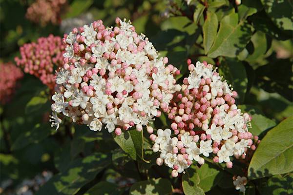 Le laurier-tin (Viburnum tinus)