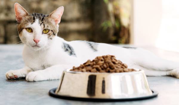 croquettes ou patees pour chat 1 thumbnail