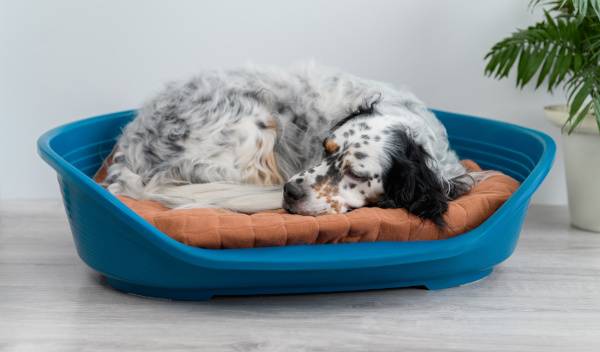 Comment nettoyer une corbeille pour chien en plastique
