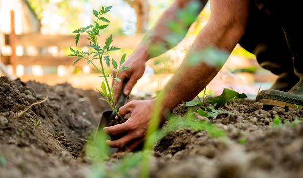 Légumes à planter en mai