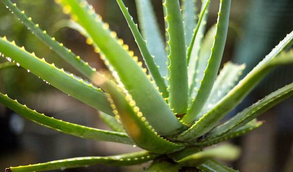 Aloe vera
