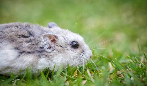 Hamster russe