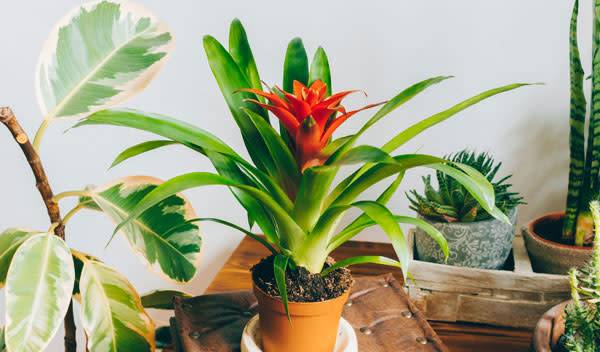 Guzmania : entretien, culture et floraison