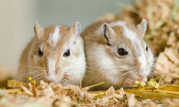 Comment bien accueillir un rongeur ou petit mammifère à la maison ?