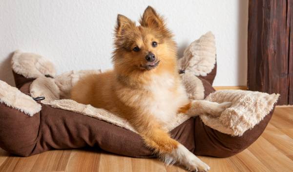 panier chien destructeur 1 thumbnail