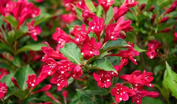 Arbustes pour structurer le jardin