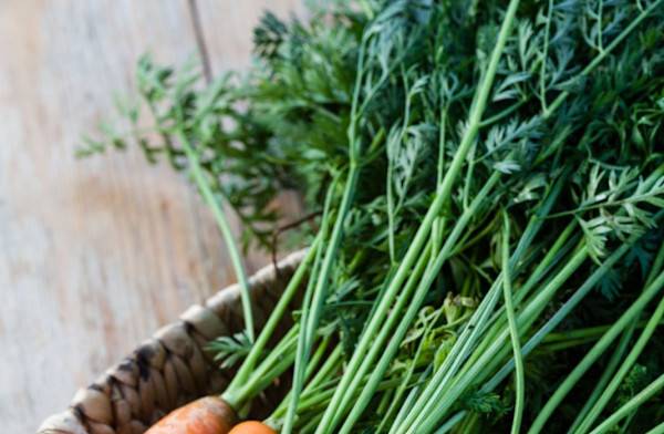 # 8 recettes à base de fanes de carottes – © Serghei Platonov / Gresei – stock.adobe.com