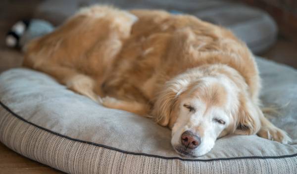 Pourquoi le panier orthopédique est le meilleur allié des chiens âgés