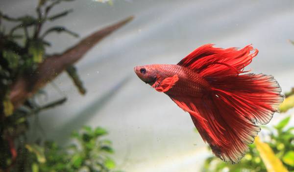 Poisson combattant (Betta Splendens) rouge dans son aquarium