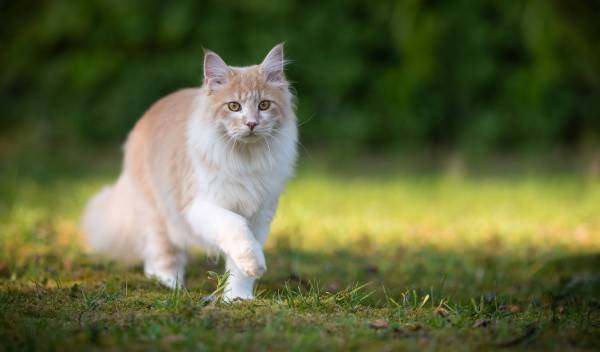 alimentation maine coon thumbnail