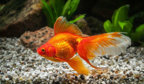 poissons pour aquarium d'eau froide
