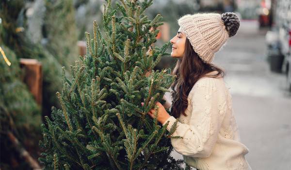 Quel est le meilleur sapin de Noël en 2025 ?