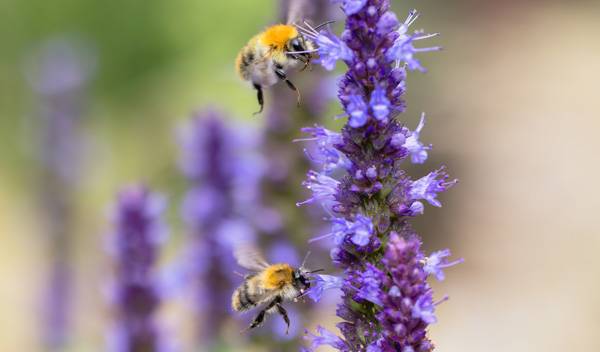 16 plantes utiles au jardinier à cultiver absolument chez soi