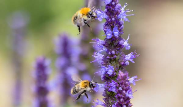 16 plantes utiles au jardinier à cultiver absolument chez soi
