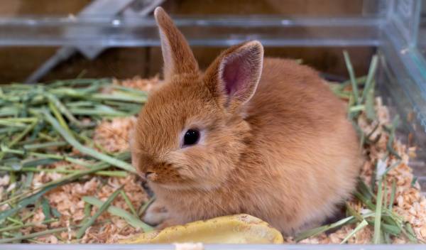 Comment apprendre la propreté à un lapin nain