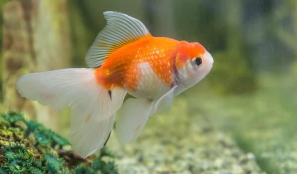 isoler poisson aquarium 1 thumbnail