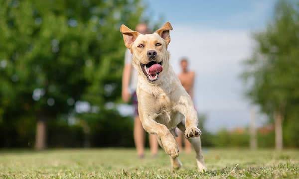 Quels sont les bénéfices des compléments alimentaires pour chien#Quels sont les bénéfices des compléments alimentaires pour chien