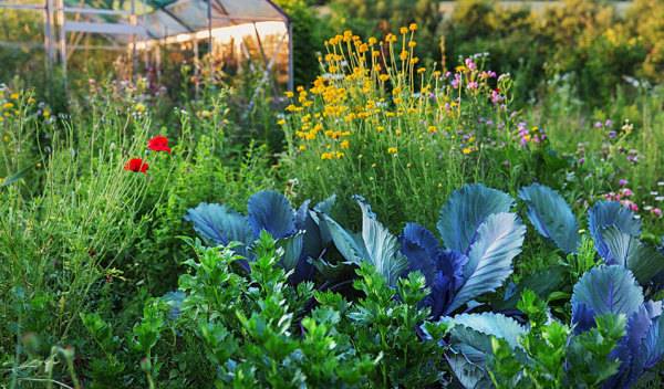 Légumes d'hiver à semer ou planter en août