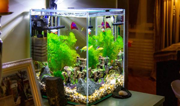nano aquarium thumbnail
