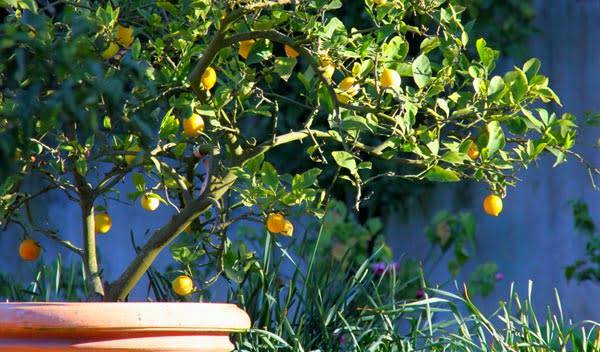 12 agrumes faciles à cultiver en pot