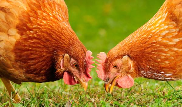 choisir mangeoire poules thumbnail