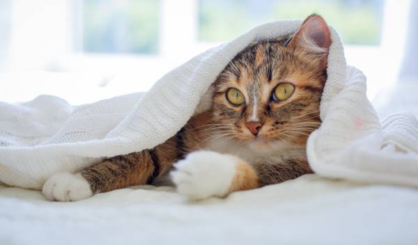 Comment créer un lit pour votre chat avec une couverture